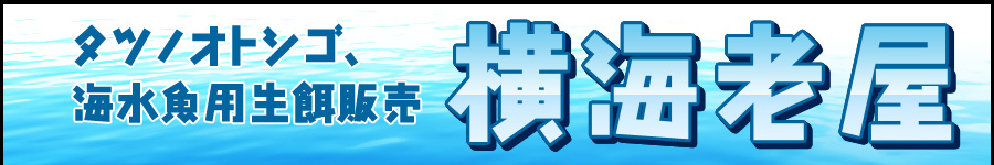 タツノオトシゴ、海水魚生餌販売　横海老屋