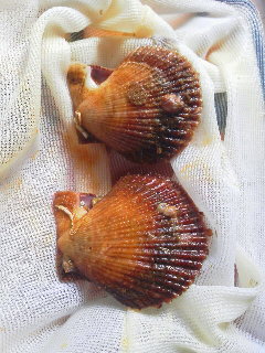 横海老
