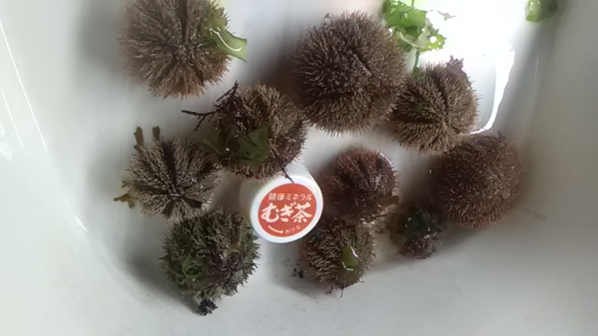横海老