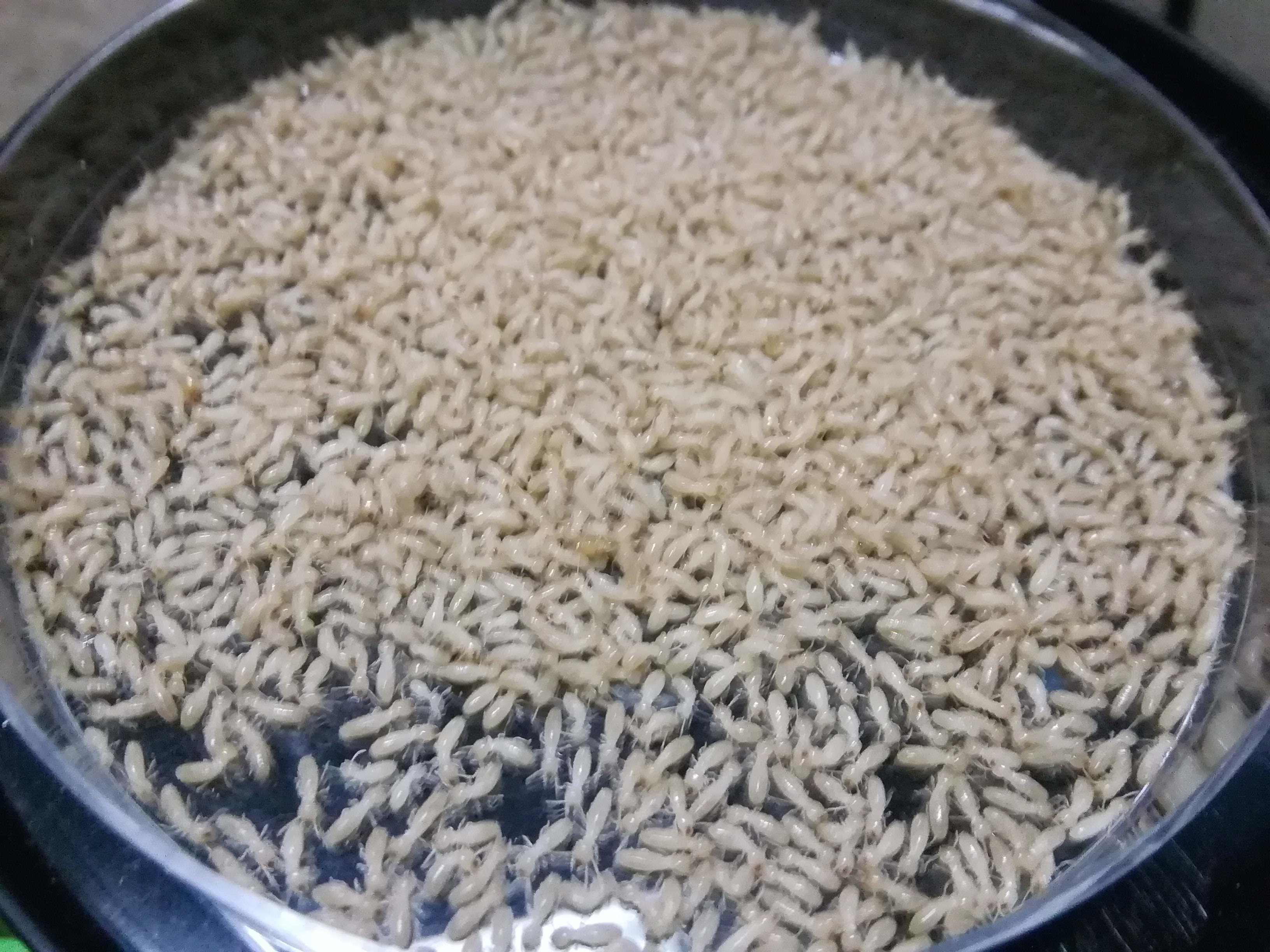 横海老